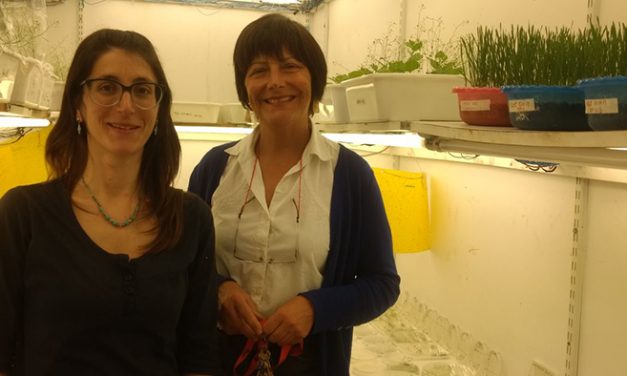 Las cáscaras del girasol ya tienen otro trabajo: ayudar a eliminar hongos