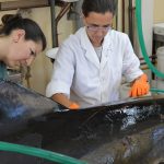 Las doctoras Dra. Carla Fiorito (izq.) y Florencia Grandi, del Centro para el Estudio de Sistemas Marinos (CESIMAR-CONICET), realizando una necropsia a uno de los 49 delfines muertos.  Créditos: Área de Comunicación del CCT CONICET-CENPAT. 