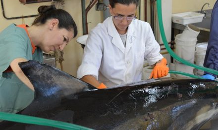 Estudian las causas del varamiento masivo de delfines en Puerto Madryn