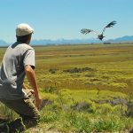 El Dr. Sergio Lambertucci - del Instituto de Investigaciones en Biodiversidad y Medio Ambiente, con sede en San Carlos de Bariloche - soltando un cóndor andino.