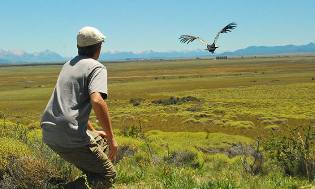 Científicos quieren limpiar la injusta mala imagen del cóndor andino