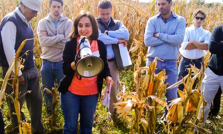 Científicos de Córdoba se acercan a una solución natural para una plaga del maíz 