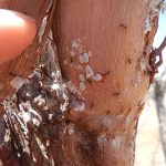 Obreras de la hormiga argentina Linepithema humile atendiendo a la cochinilla de la vid Planococcus ficus, una plaga que afecta a la actividad vitivinícola y aumenta debido a la protección de predadores que le brinda la hormiga.