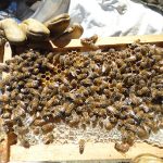 Los científicos de Mar del Plata descubrieron que una hormona vegetal protege el desarrollo de las larvas de abejas expuestas al frío y otras condiciones de estrés.