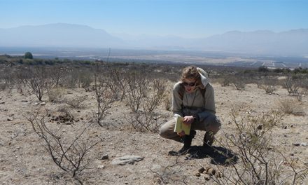 Alerta: la hormiga argentina podría avanzar sobre los viñedos de Cafayate