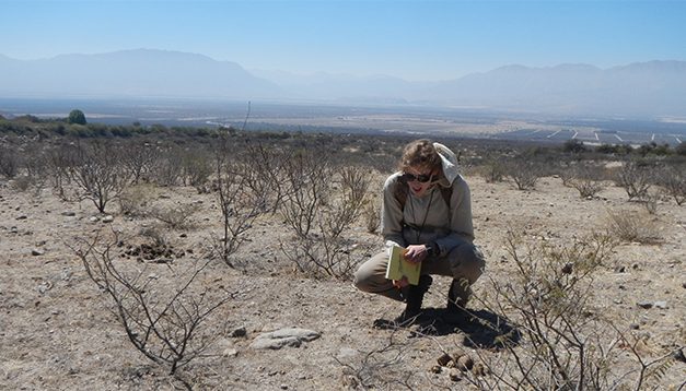 Alerta: la hormiga argentina podría avanzar sobre los viñedos de Cafayate