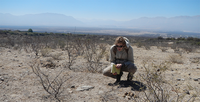 Alerta: la hormiga argentina podría avanzar sobre los viñedos de Cafayate