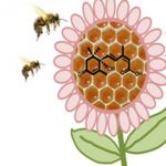 El ácido abscísico, proveniente de las plantas, mitiga los efectos nocivos del frío en el desarrollo de las larvas de las abejas productoras de miel. 