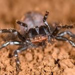 Hadronyche de Tasmania, una araña atracina altamente venenosa, en postura agresiva con los quelíceros (piezas bucales) abiertos preparados para morder. Créditos: Marshal Hedin 