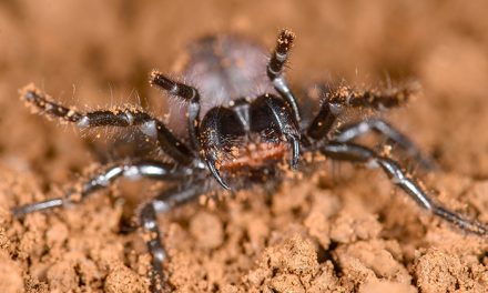Establecen el parentesco de las arañas más venenosas del mundo 
