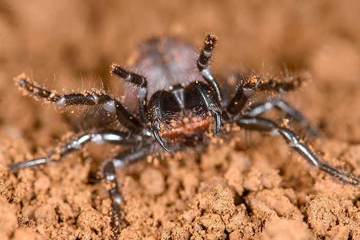 Establecen el parentesco de las arañas más venenosas del mundo 