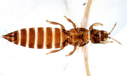 Descubren en Argentina dos especies de insectos no conocidas para la ciencia