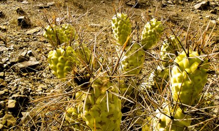 Hallazgo inesperado: la contaminación de una cementera influye sobre el crecimiento de unos cactus