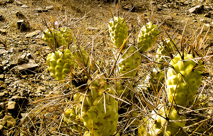 Hallazgo inesperado: la contaminación de una cementera influye sobre el crecimiento de unos cactus