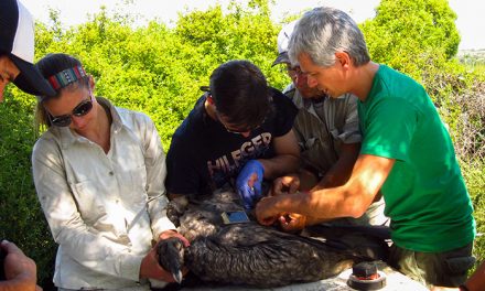 La escasez de comida empuja al cóndor andino desde Chile a la Argentina