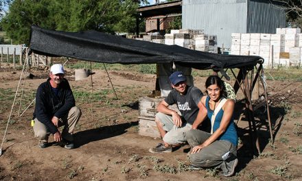 Comprueban que dos agroquímicos interfieren con la polinización de las abejas