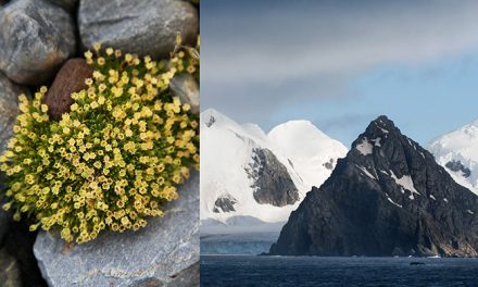 Una de las dos plantas con flores de la Antártida “esconde” un virus inesperado