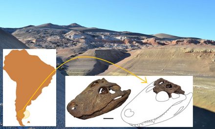 Hallan antepasado del yacaré que habitó la Patagonia hace 65 millones de años