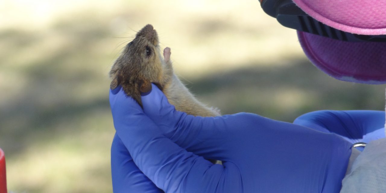 Encuentran dónde y cuándo hay más roedores en la Reserva Ecológica de Buenos Aires