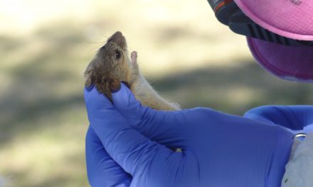 Encuentran dónde y cuándo hay más roedores en la Reserva Ecológica de Buenos Aires