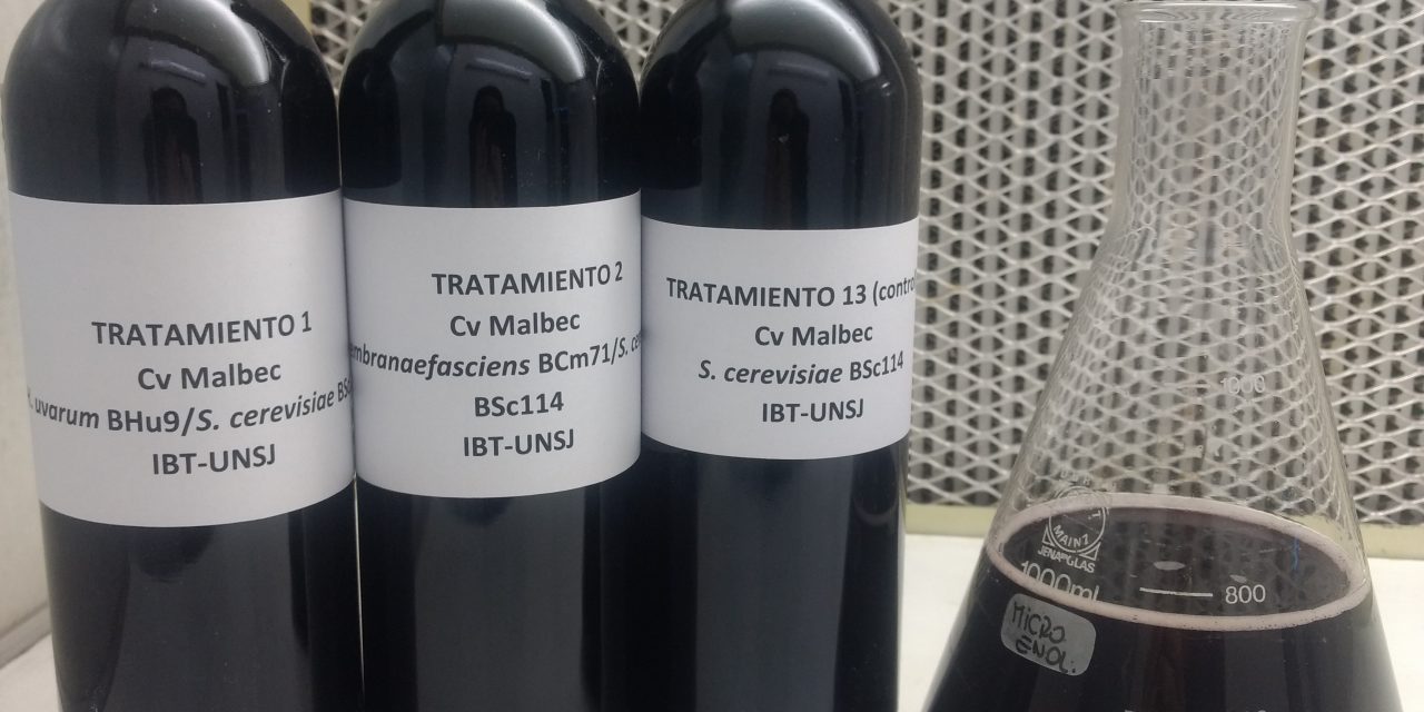 Avanzan con estrategia para adecuar vinos argentinos al paladar de los consumidores