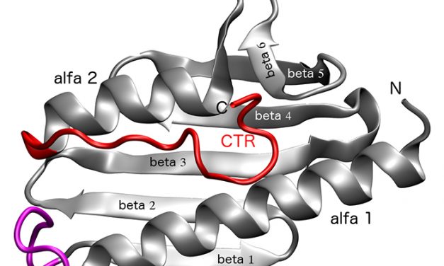 Identifican cambios en una proteína asociada a una grave enfermedad genética