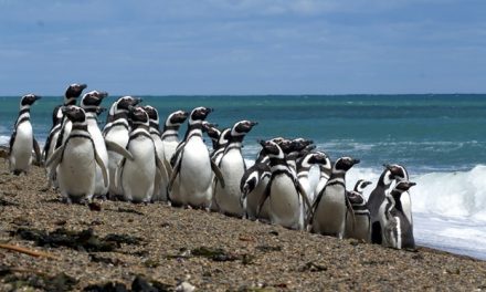 En Punta Tombo, los turistas se despejan, pero los pingüinos están estresados