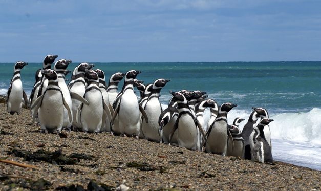 En Punta Tombo, los turistas se despejan, pero los pingüinos están estresados