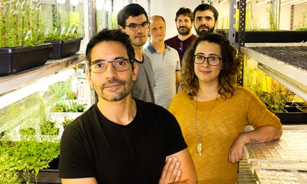 Estudio argentino sienta bases para aumentar la producción del principal cultivo forrajero