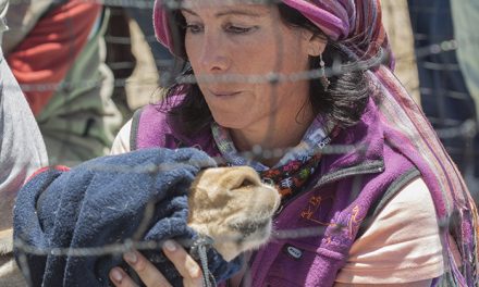 “Las vicuñas son una contribución de la naturaleza a las personas de la Puna”