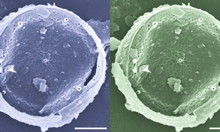 Monitorean microalgas marinas tóxicas e inocuas en las costas bonaerenses