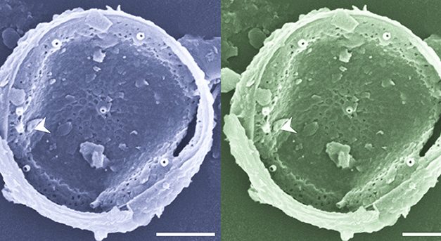 Monitorean microalgas marinas tóxicas e inocuas en las costas bonaerenses