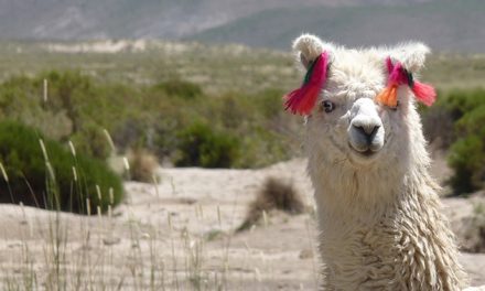 Científicos de La Plata buscan revelar el secreto genético de las llamas blancas