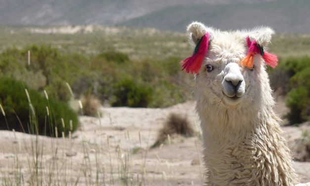 Científicos de La Plata buscan revelar el secreto genético de las llamas blancas