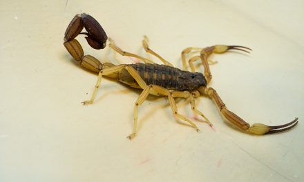 Mejoran técnica para producir un antídoto contra el escorpión