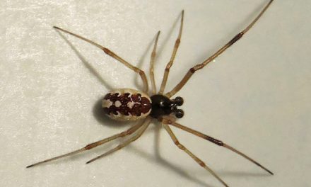 Sorpresa: los machos de las “arañas viudas” también pueden picar a humanos