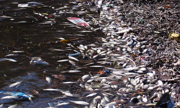 Córdoba: satélites y algoritmos anticipan la muerte de peces