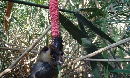 Revelan el genoma completo del caracol “argentino” que invadió los arrozales del mundo