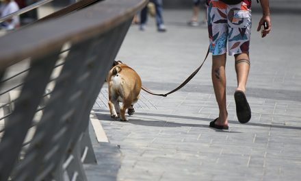 Ciudad de Buenos Aires: solo 1 de cada 3 dueños de perros lleva bolsa para recoger las heces
