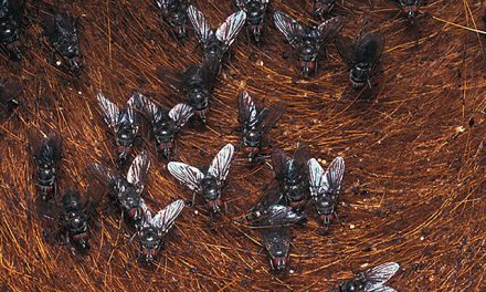 Exploran alternativas a los insecticidas contra la mosca de los cuernos