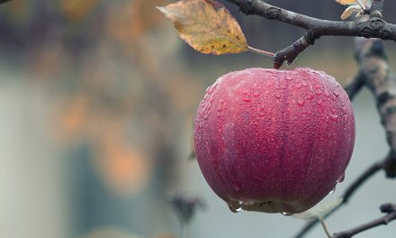 Compuesto de la cáscara de manzanas interfiere con virus que causa diarreas graves en niños