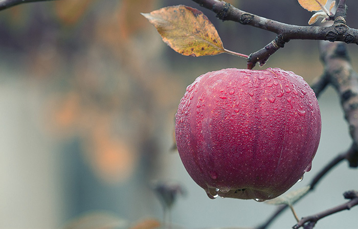 Compuesto de la cáscara de manzanas interfiere con virus que causa diarreas graves en niños