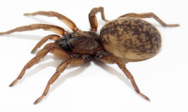 Sorpresa: las hembras de una araña argentina transmiten señales por la seda para incentivar el cortejo de los machos