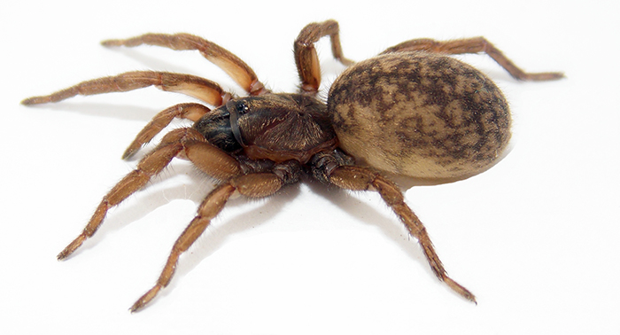 Sorpresa: las hembras de una araña argentina transmiten señales por la seda para incentivar el cortejo de los machos