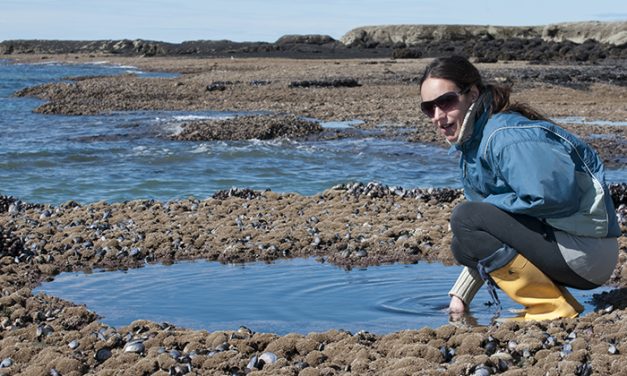 Un alga exótica podría usarse como alimento o fertilizante