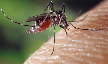 Logran generar mosquitos inmunes al virus del dengue