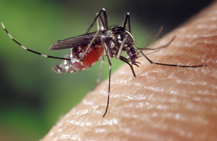 Logran generar mosquitos inmunes al virus del dengue