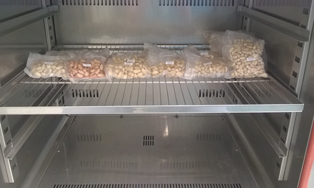 Prolongan la vida útil del maní con un residuo de la industria