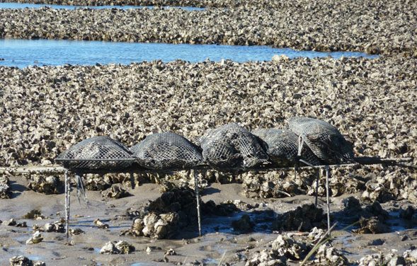 Detectan por primera vez un tipo de virus en ostras en Argentina