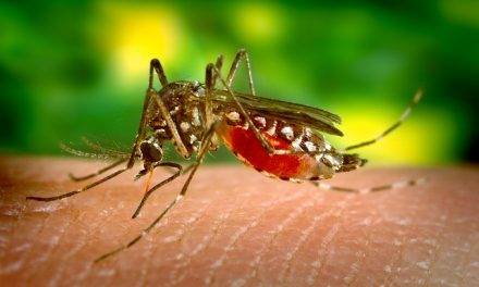 Dengue: instan a no descuidarla como problemática de salud